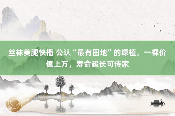 丝袜美腿快播 公认“最有田地”的绿植，一棵价值上万，寿命超长可传家